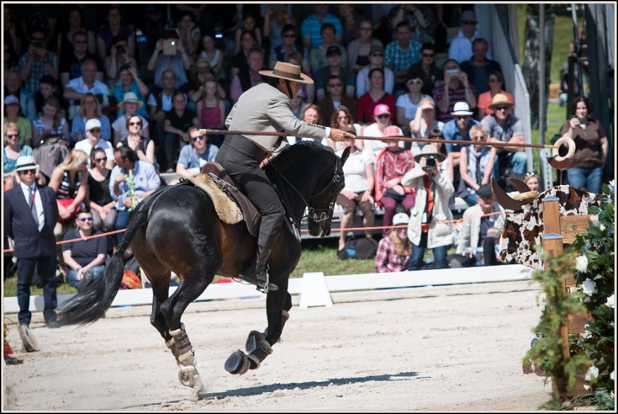 Pferd International 183